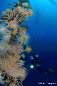 Tubeworm Tree by Marco Gargiulo 